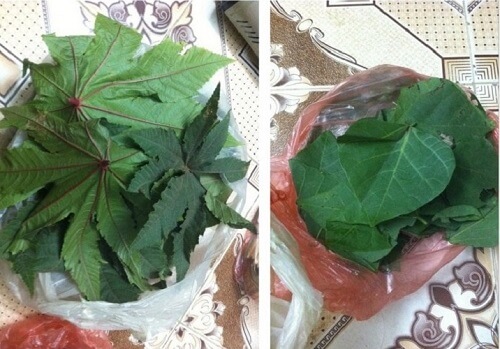 chua benh tri bang la vong va thau dau tia